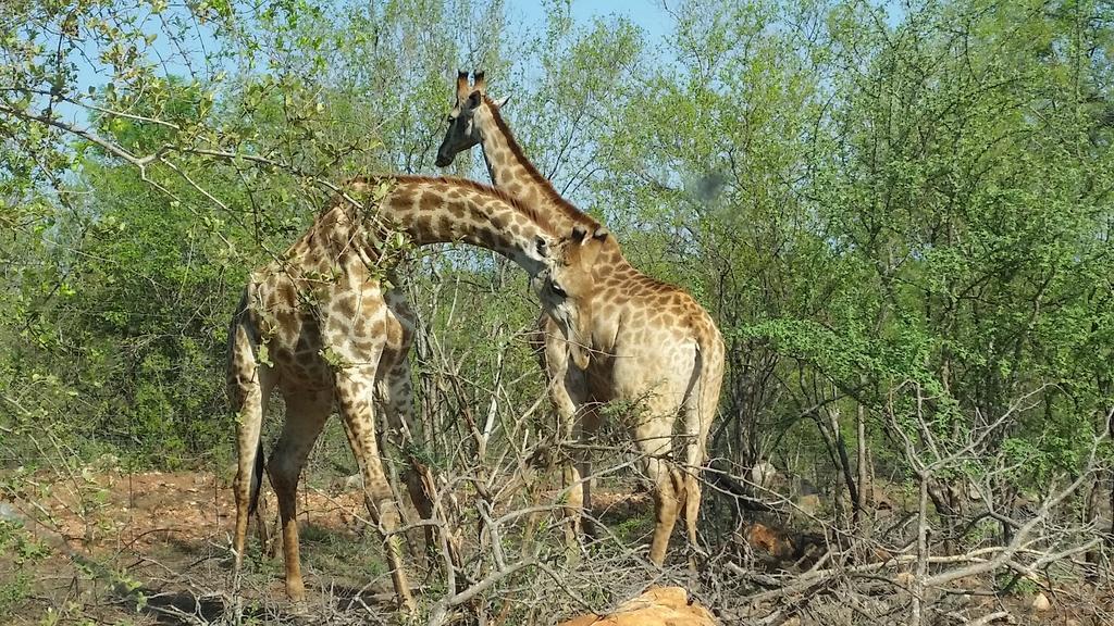 Rio Dos Elefantes River Camp Hoedspruit Εξωτερικό φωτογραφία