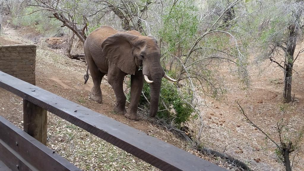 Rio Dos Elefantes River Camp Hoedspruit Εξωτερικό φωτογραφία